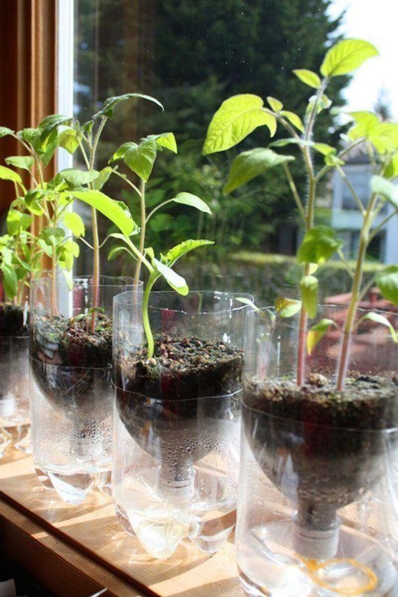 planting herbs in plastic bottles